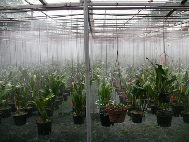 lắp máy phun sương tưới lan tại Đà Nẵng