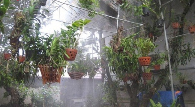 lap may phun suong tuoi lan tai phu quoc  - Lắp máy phun sương tưới lan tại Phú Quốc giá rẻ chất lượng nhất