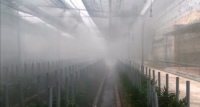 lắp máy phun sương tưới lan tại Phú Quốc